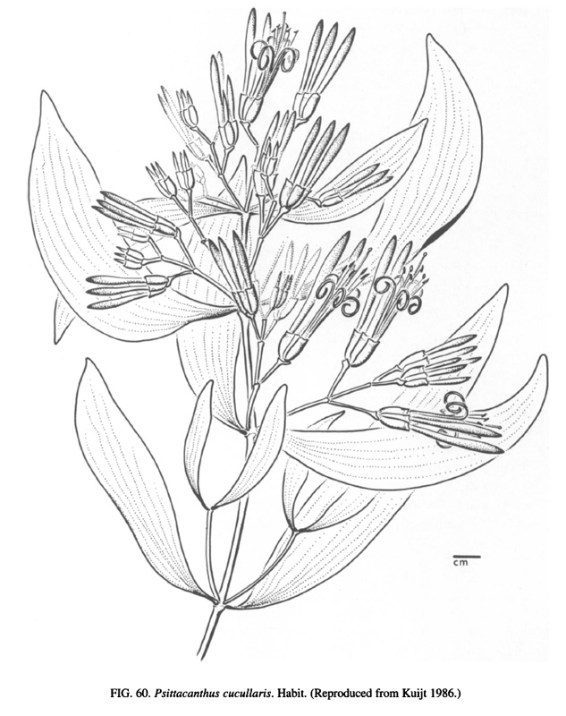 Brasile - Amazonia: Psittacanthus cucullaris (Loranthaceae)